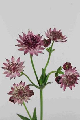 Picture of Astrantia Major Roma, Red Lilac