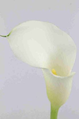Picture of Calla Crystal Blush