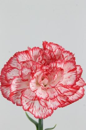 Picture of Carnation Charlie