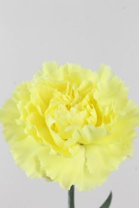Picture of Carnation Yellow