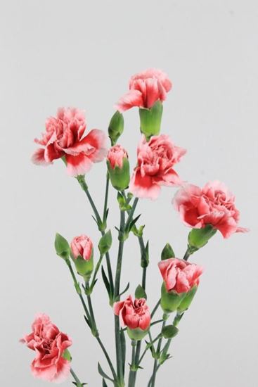 Picture of Carnation Spray Scarlet Red with White Border