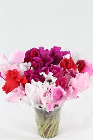Picture of Cyclamen