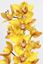 Picture of Cymbidium Orange Yellow