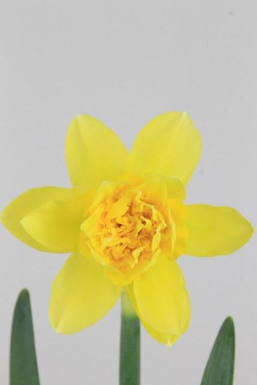 Picture of Daffodil Dick Walden