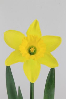 Picture of Daffodil Dutch Master