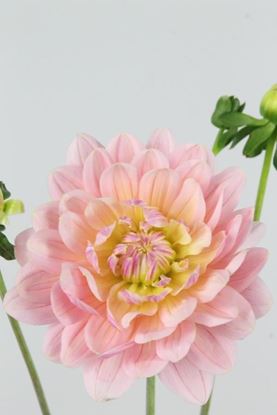 Picture of Dahlia Pink Magic