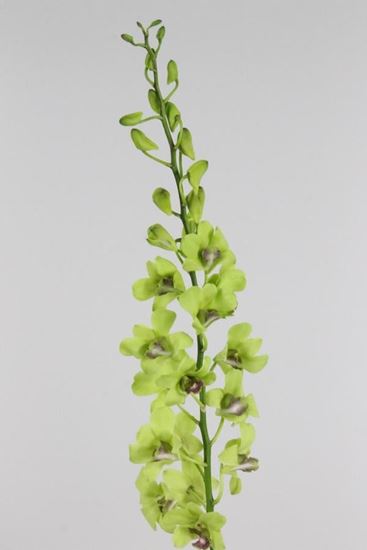 Picture of Dendrobium Green