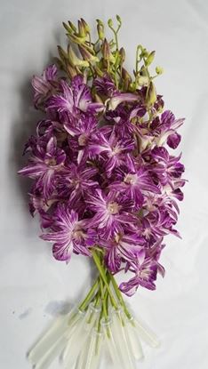 Picture of Dendrobium Amazing