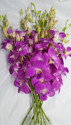 Picture of Dendrobium Queen Pink
