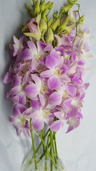 Picture of Dendrobium Smoothy