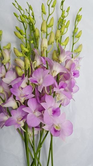 Picture of Dendrobium Sweet Pink