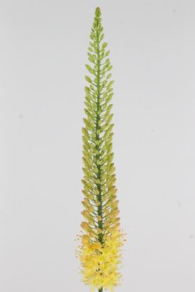 Picture of Eremerus Stenophyllus, Yellow