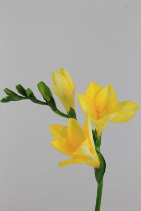 Picture of Freesia Dukaat, Yellow