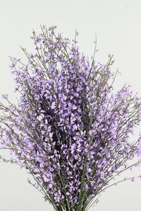 Picture of Genista, Lavender