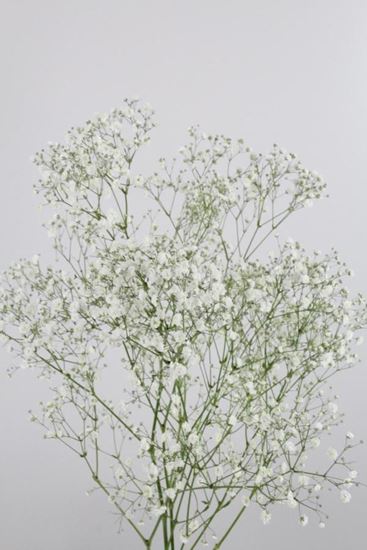 Picture of Gypsophila Xcellence