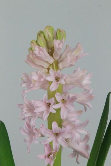 Picture of Hyacinth, Ana Marie, Cream Pink
