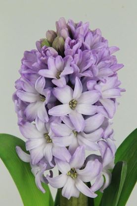 Picture of Hyacinth Purple Star