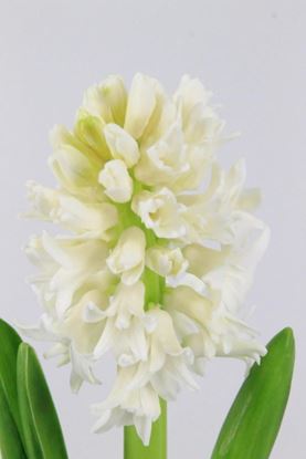 Picture of Hyacinth, Top White