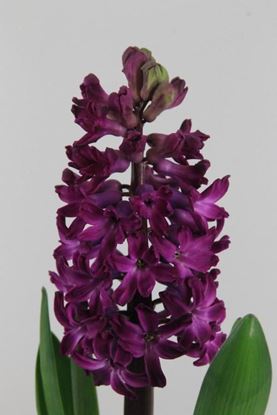 Picture of Hyacinth Woodstock