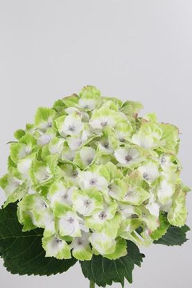 Picture of Hydrangea Magical Noblesse