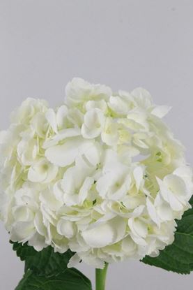 Picture of Hydrangea, Schneeball White