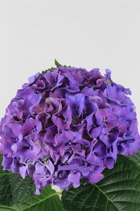 Picture of Hydrangea Sibilla Purple