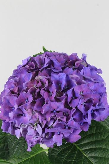 Picture of Hydrangea Sibilla Purple