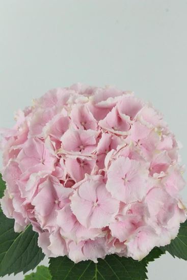 Picture of Hydrangea, Verena, Pink