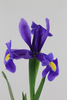 Picture of Iris Blue Magic