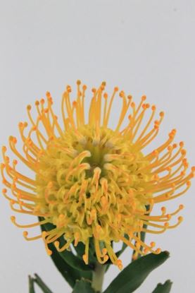 Picture of Leucospermum Soleil