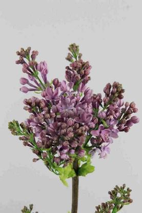 Picture of Lilac Dark Koster