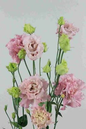 Picture of Lisianthus Alissa Pink