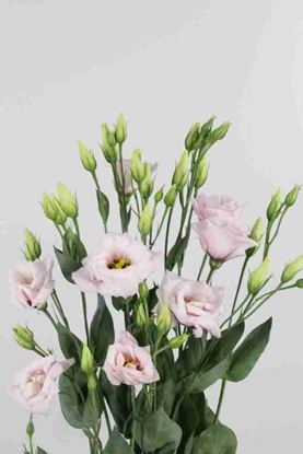 Picture of Lisianthus Arena Light Pink