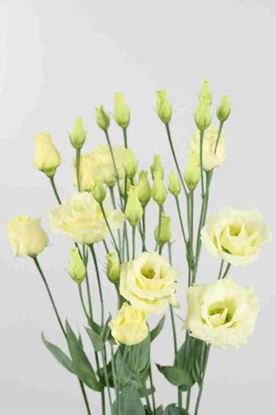 Picture of Lisianthus Croma Yellow