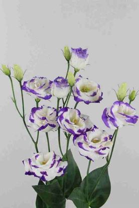 Picture of Lisianthus Excalibur Blue with White