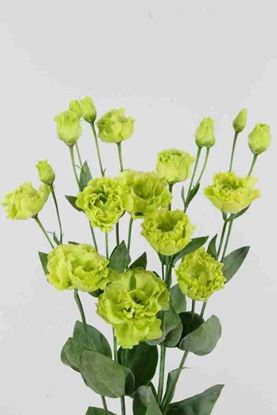 Picture of Lisianthus Rossane Green
