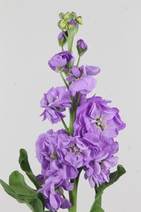 Picture of Matthiola Figaro Lavender