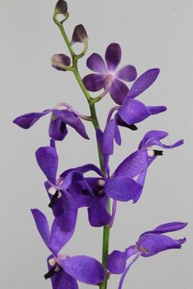 Picture of Mokara Purple