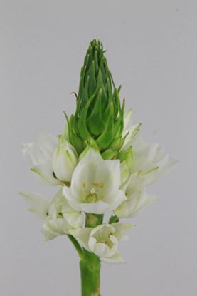 Picture of Ornithogalum Thyrsoides