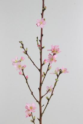 Picture of Peach Blossom