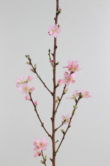 Picture of Peach Blossom