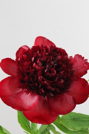 Picture of Peony Red Charm