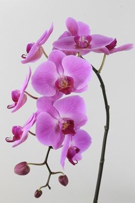 Picture of Phalaenopsis Pink
