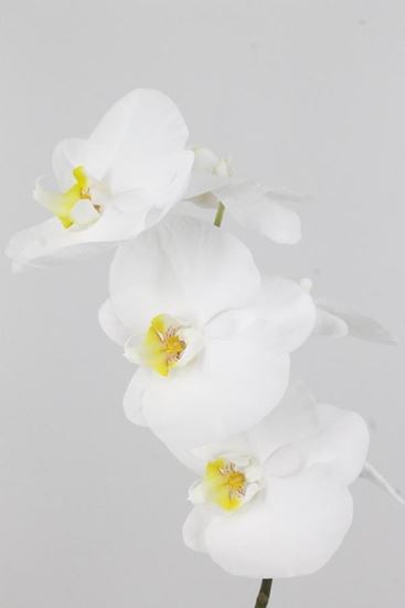 Picture of Phalaenopsis White