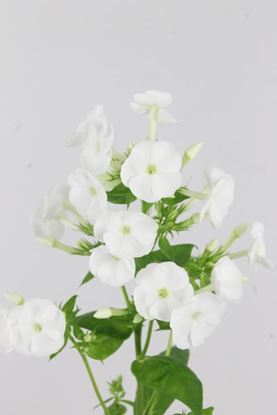 Picture of Phlox