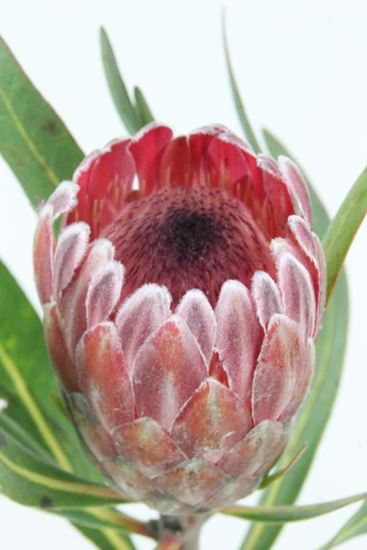 Picture of Protea Pink Ice