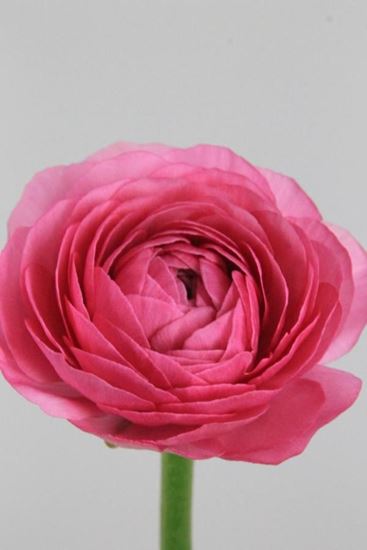 Picture of Ranunculus Cloony