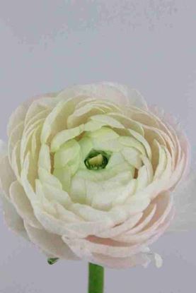 Picture of Ranunculus Light Pink