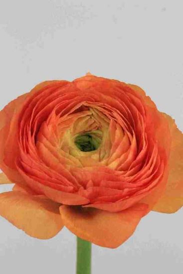 Picture of Ranunculus Orange