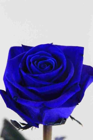 Picture of Rose Dyed Blue